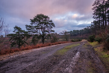 Hindhead Common early morning walk.