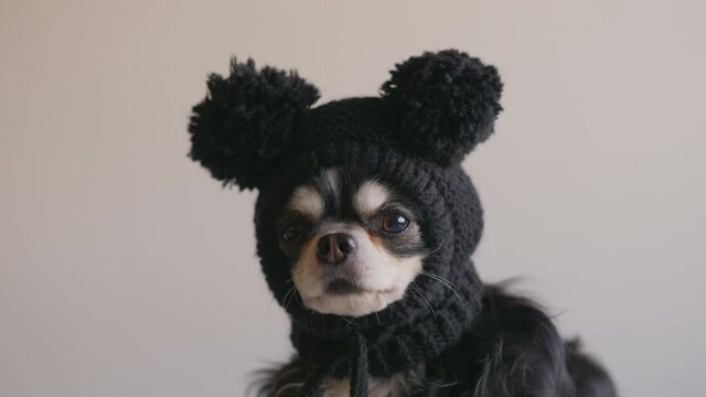 Serious chihuahua dog in a funny mouse hat, warm funny clothing for dogs, getting warm because of winter cold