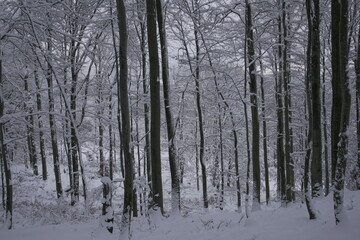 Snow covered forest in winter