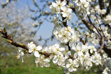 Apfelblüte im Garten