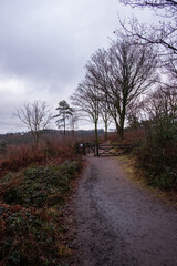 Hindhead Common early morning walk.