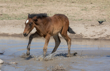 Wild Horse Foal in the Utah Desert in Spring
