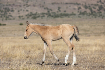 Wild Horse Foal in the Utah Desert in Spring