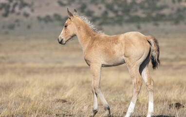 Naklejka na ściany i meble Wild Horse Foal in the Utah Desert in Spring