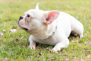 French Bull Dog Doing funny tricks in the yard.