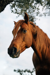 Obraz na płótnie Canvas Close-Up Of Horse Standing On Field