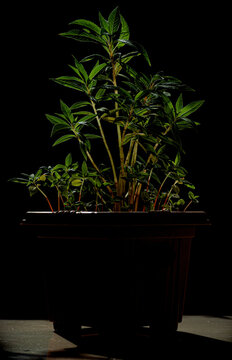 Sunlight is illuminating the terada plant in a pot. 