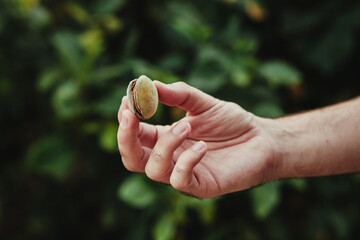 Farmer's hand with almond with skin harvested