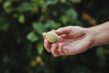 Farmer's hand with almond harvested from the tree