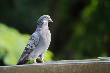 Pigeon in the park fountain