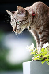 Lovely gray cat sitting at outdoor
