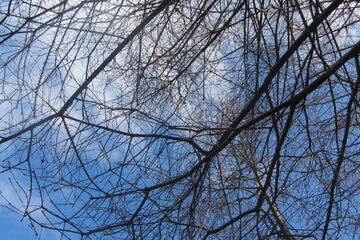branches against blue sky