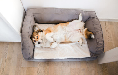 sable welsh corgi pembroke cute dog lying down on a dog sofa, in the apartment, relaxed