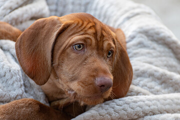 portrait of a wirehaired Vizsla puppy