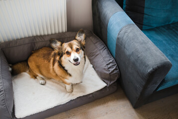 sable welsh corgi pembroke cute dog lying down on a dog sofa, in the apartment, relaxed