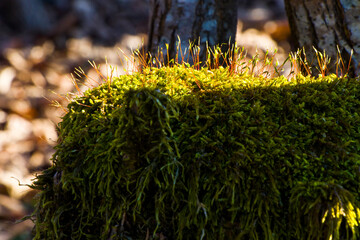 Macro and close-up of moss on the land
