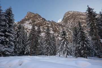 snow covered trees