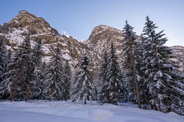 snow covered trees