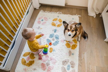 sable welsh corgi pembroke playing with a year old baby on a carpet in a baby room 