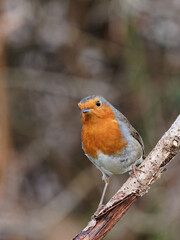 A European Robin (Erithacus rubecula) looking for food in a rural garden