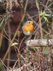 A European Robin (Erithacus rubecula) looking for food in a rural garden