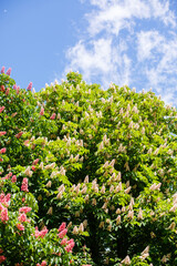 Red and white chestnut tree in blossom on sky background. Free space. Open space