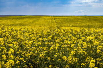 Spring rapeseed yellow blooming fields. Natural seasonal, good weather, climate, eco, farming, countryside beauty concept.