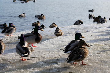 ducks in the spring