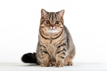 Brown tabby british cat sitting looking straight at us on white background