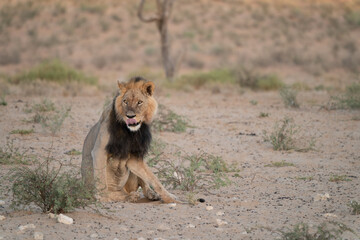 schwarzmähnenlöwe in der kalahari, namibia