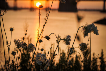 Dry Wild Grass and Sunset in Bayside