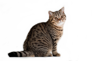 Naklejka na ściany i meble Brown tabby british cat sitting in profile on white background