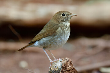 Little brown bird perching on dirt on its habitat during migration to Asian in winter, rufous-tailed robin