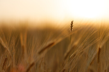 spike of wheat on the background of a blurred field in the summer