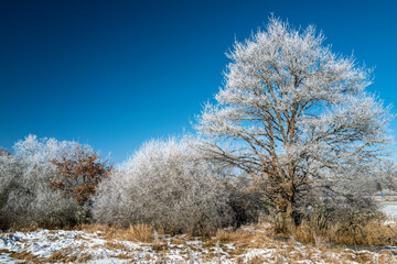 la butte aux marais, espace naturel sensible, en hiver sous la neige,Puy de Dôme,Auvergne.
