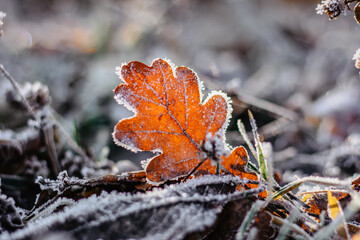 Dry frozen oak leaf natural background.Cold frosty winter mornings.The first frosts and frozen leaves. Winter macro picture.Quiet clear weather. Hoarfrost on withered leaves.Leaf covered by ice.