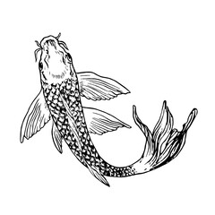 Carp fish top view, hand drawn doodle black ink drawing, woodcut style