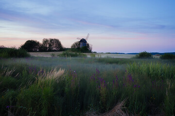 State Museum-Reserve of A. S. Pushkin. Wildflowers and grasses on the background of an old windmill...