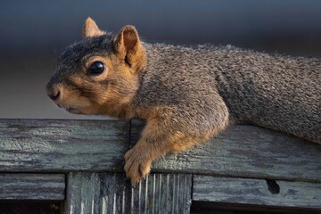 Fox Squirrel Spread Out Across the Top of the Wooden Fence Enjoying the Sunshine