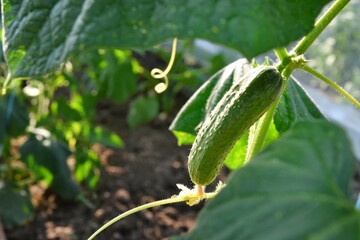 Growing cucumber plants in homemade greenhouse with selective focus and blurred green leaves on background. Fresh organic green cucumbers 