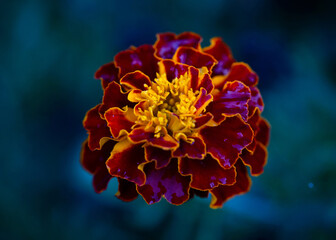 Autumn blooming big red flower macrophotography