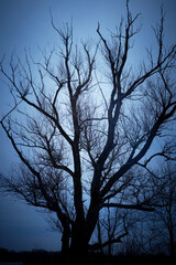 Lonely Tree Against Sky in Winter Dark blue sky Dark atmosphere photo