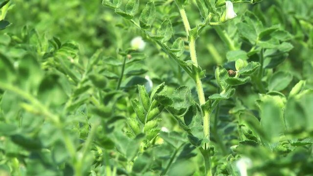 chickpea plants during flowering in the field