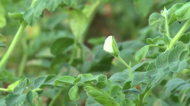 chickpea plants during flowering in the field