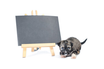 pinto puppy next to a blank chalk board