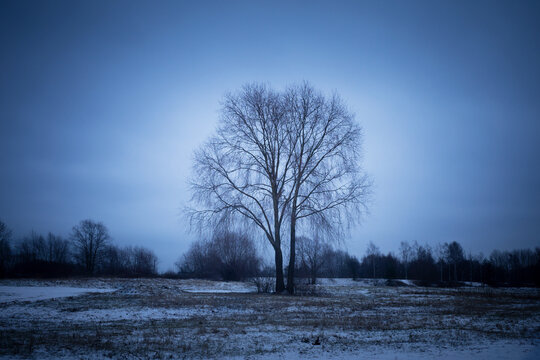Lonely Tree Against Sky in Winter Dark blue sky Dark atmosphere photo
