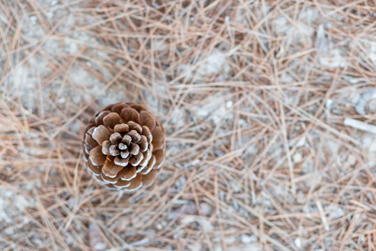 Pine Cone Seen From Above. Fibonacci. Golden Number