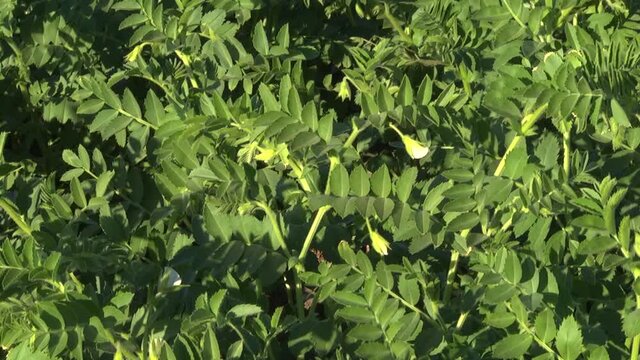 chickpea plants during flowering in the field