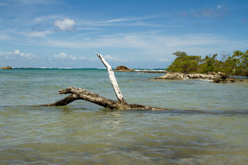A tree that died and fell into the water at Third  beach (Tecerira Praia), Morro do Sao Paulo, Brazil