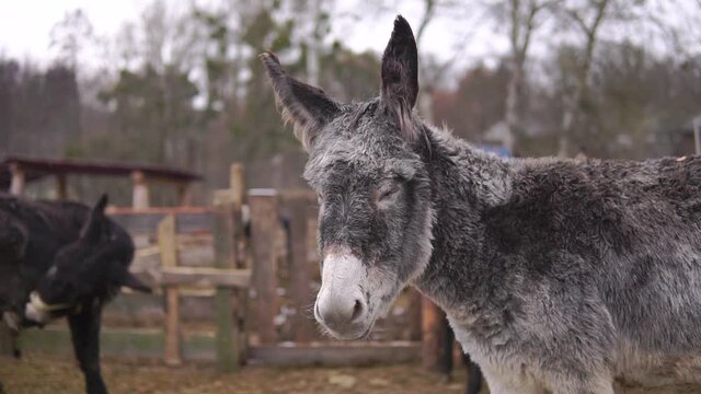 Compound footage of a donkey's eye close-up and a silver color donkey portrait standing outdoors at farm